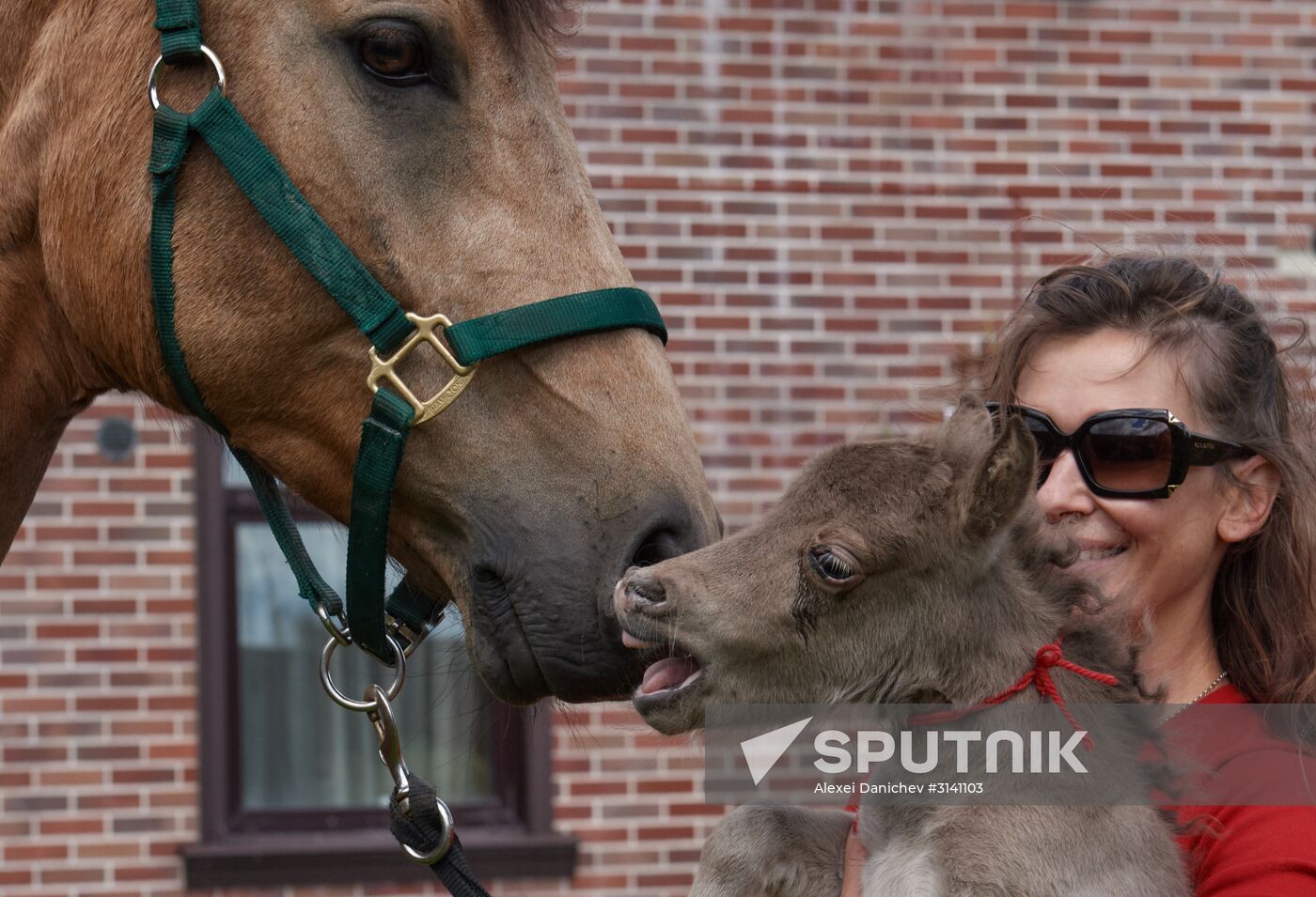 World's smallest foal born in Leningrad Region