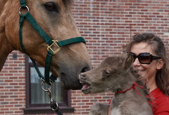 World's smallest foal born in Leningrad Region