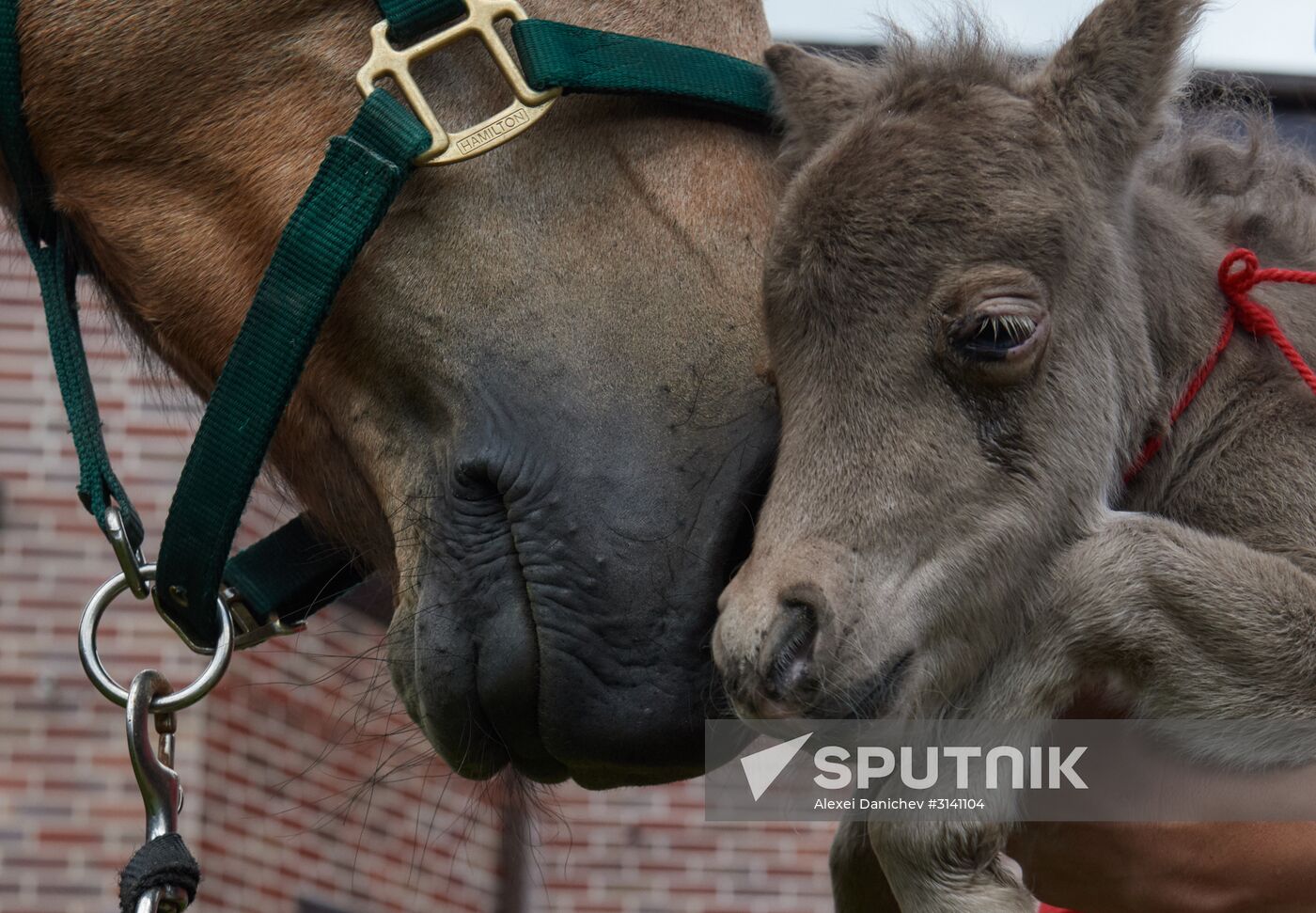 World's smallest foal born in Leningrad Region