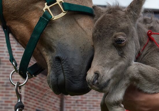 World's smallest foal born in Leningrad Region