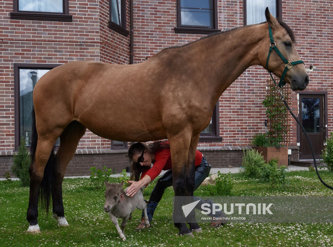 World's smallest foal born in Leningrad Region