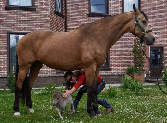 World's smallest foal born in Leningrad Region