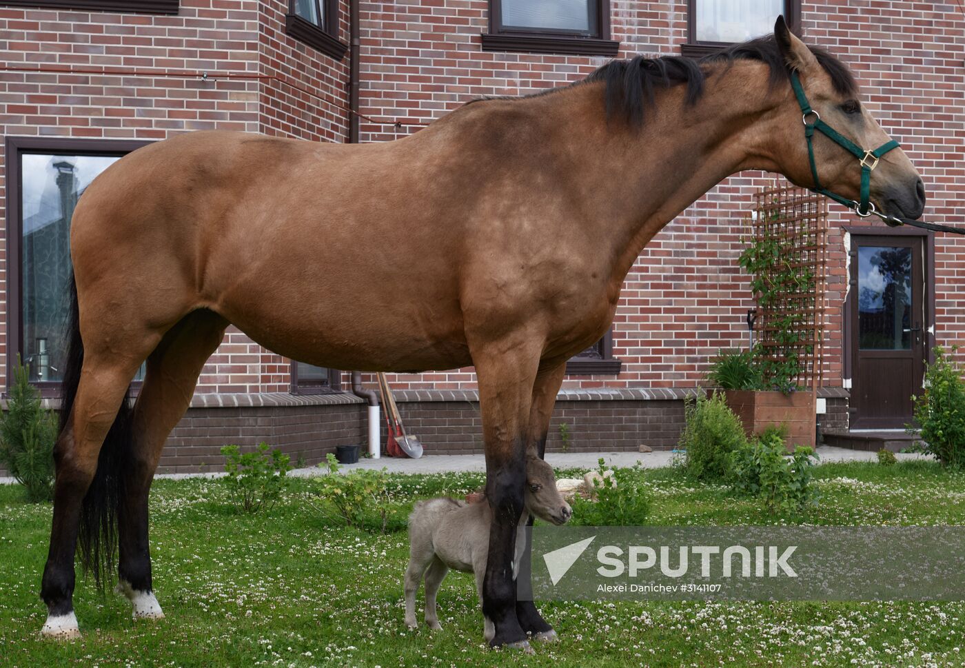World's smallest foal born in Leningrad Region