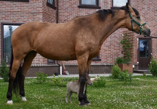 World's smallest foal born in Leningrad Region