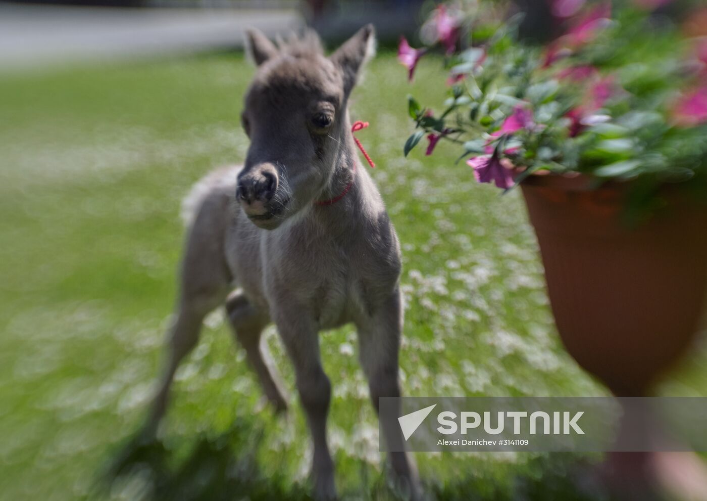 World's smallest foal born in Leningrad Region