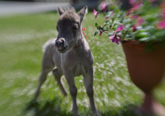 World's smallest foal born in Leningrad Region