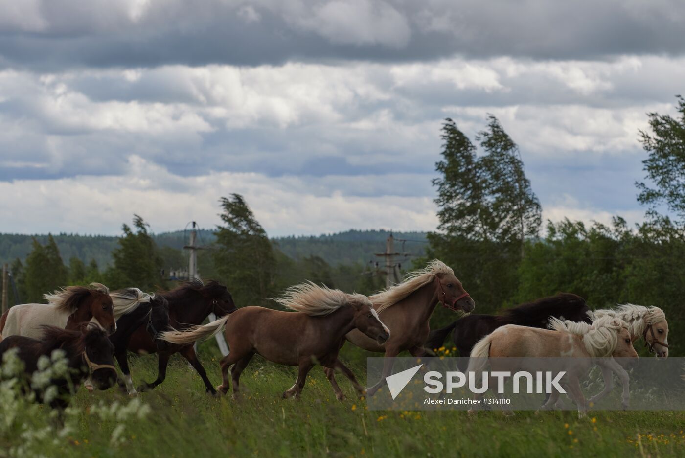 World's smallest foal born in Leningrad Region