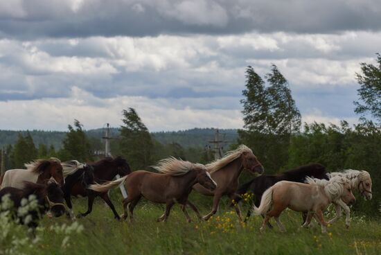 World's smallest foal born in Leningrad Region