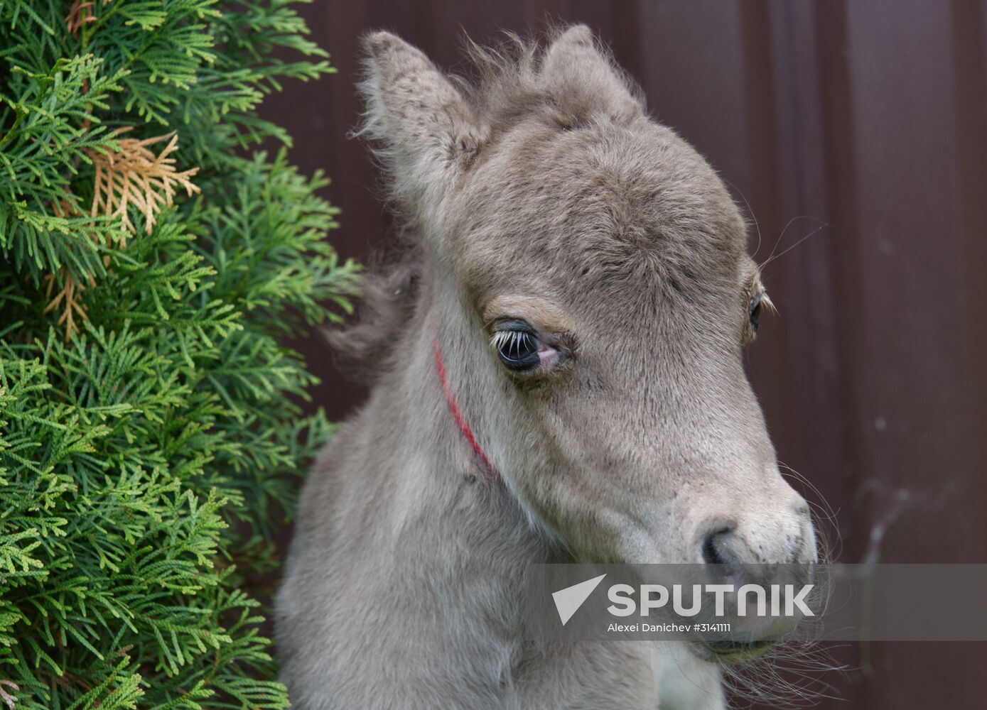 World's smallest foal born in Leningrad Region