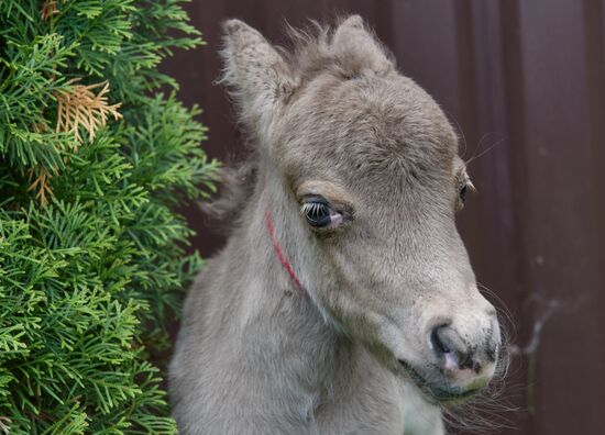 World's smallest foal born in Leningrad Region