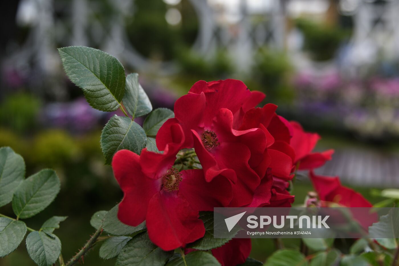 Sixth Moscow Flower Show in Muzeon Park