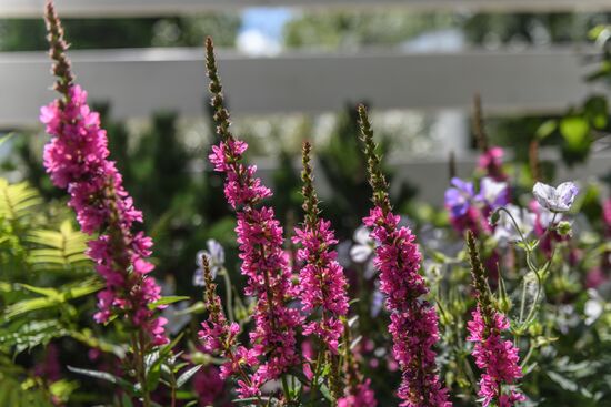 Sixth Moscow Flower Show in Muzeon Park