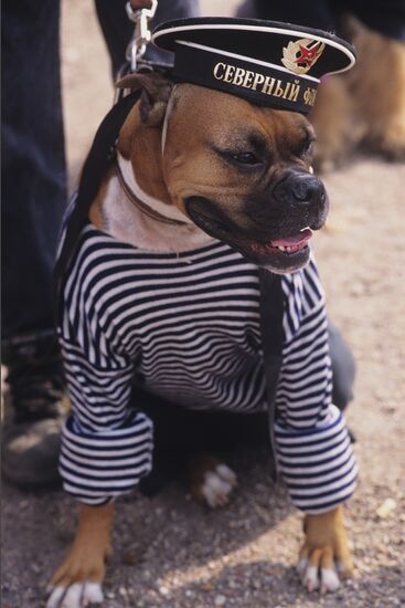 Dog