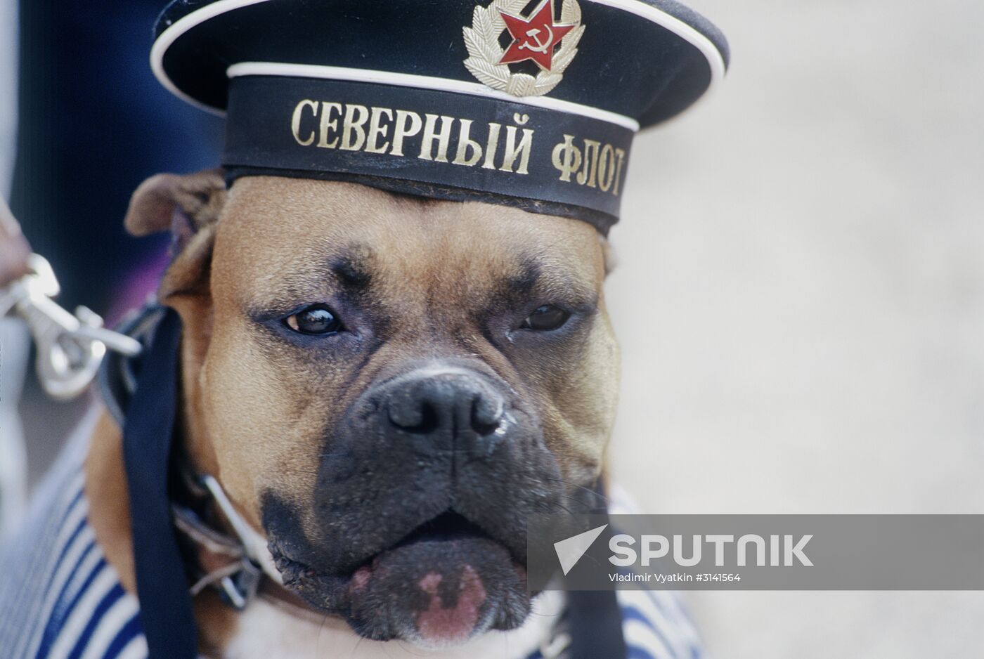 Dog