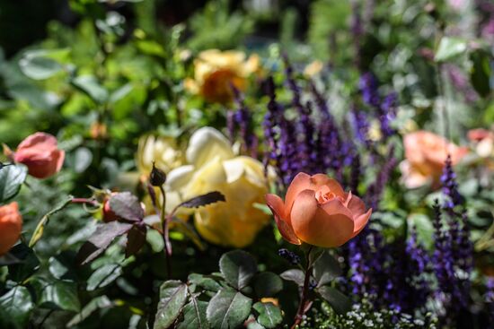 Sixth Moscow Flower Show in Muzeon Park