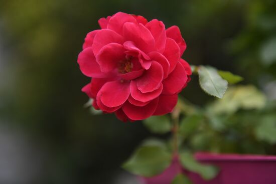 Presentation of Moskva rose cultivar