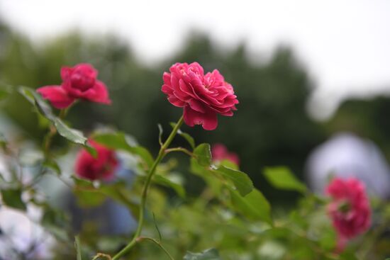 Presentation of Moskva rose cultivar