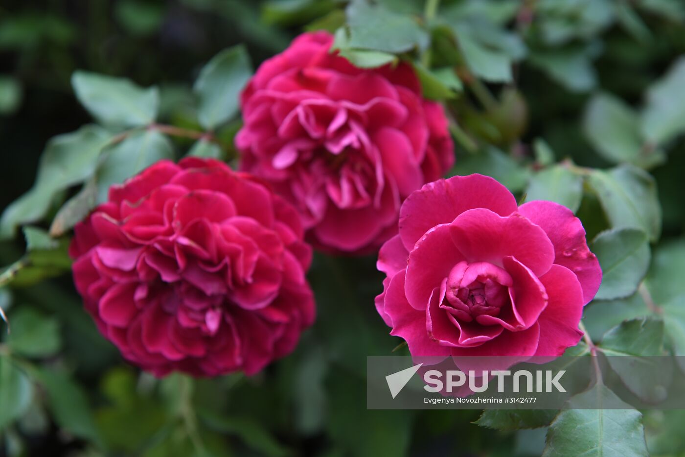 Presentation of Moskva rose cultivar