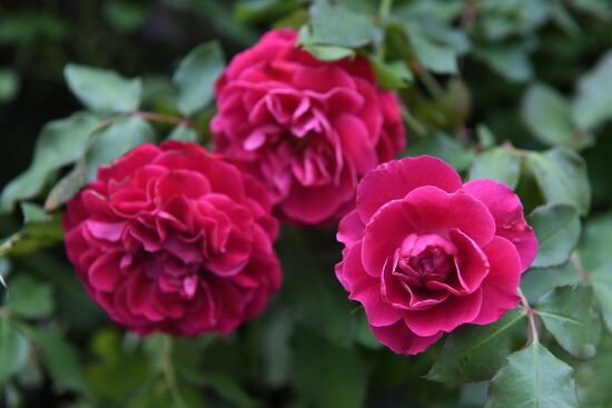 Presentation of Moskva rose cultivar