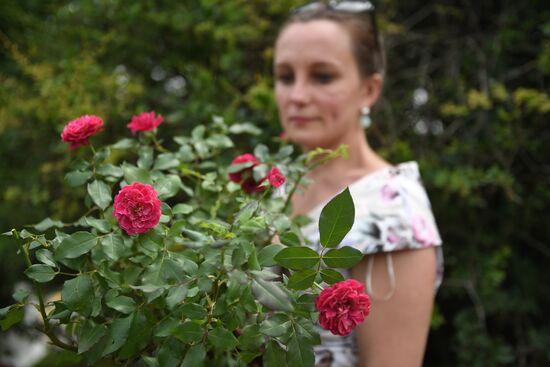 Presentation of Moskva rose cultivar
