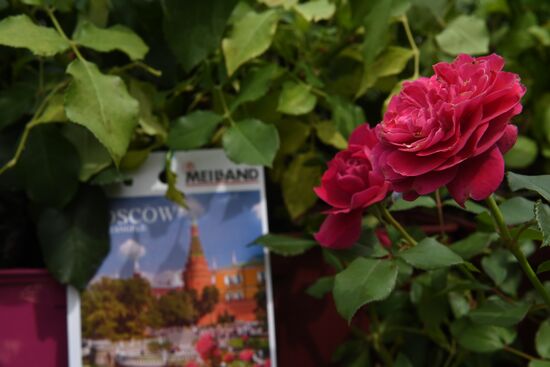 Presentation of Moskva rose cultivar