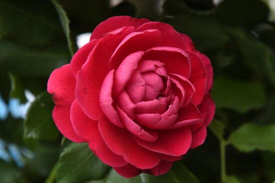 Presentation of Moskva rose cultivar