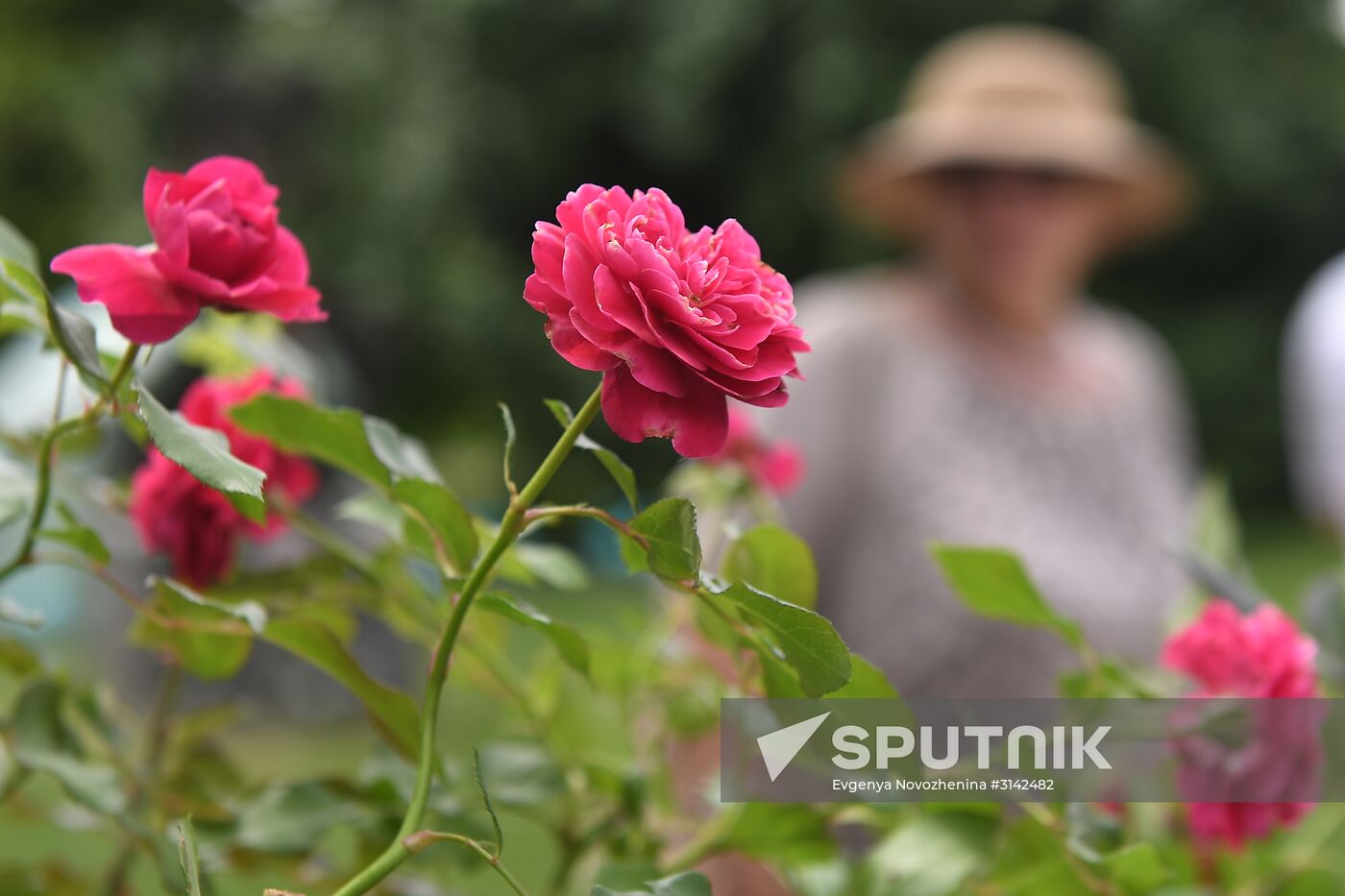 Presentation of Moskva rose cultivar