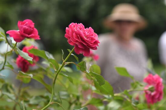 Presentation of Moskva rose cultivar