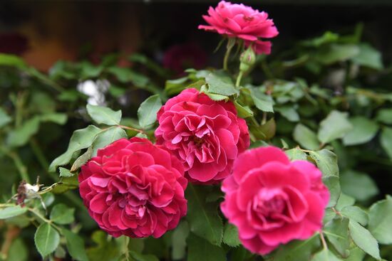 Presentation of Moskva rose cultivar