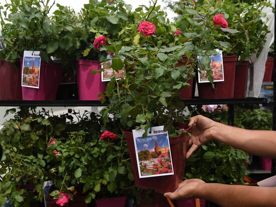 Presentation of Moskva rose cultivar