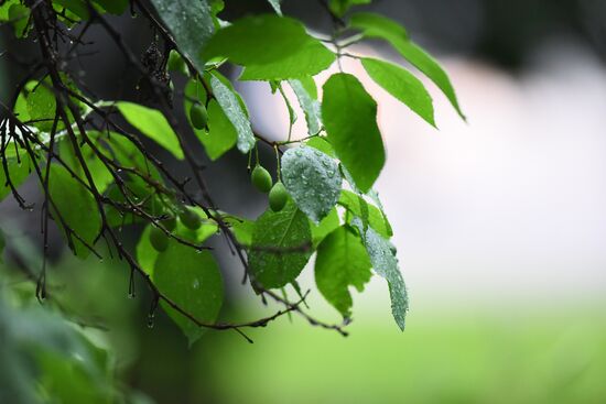 Rain in Moscow