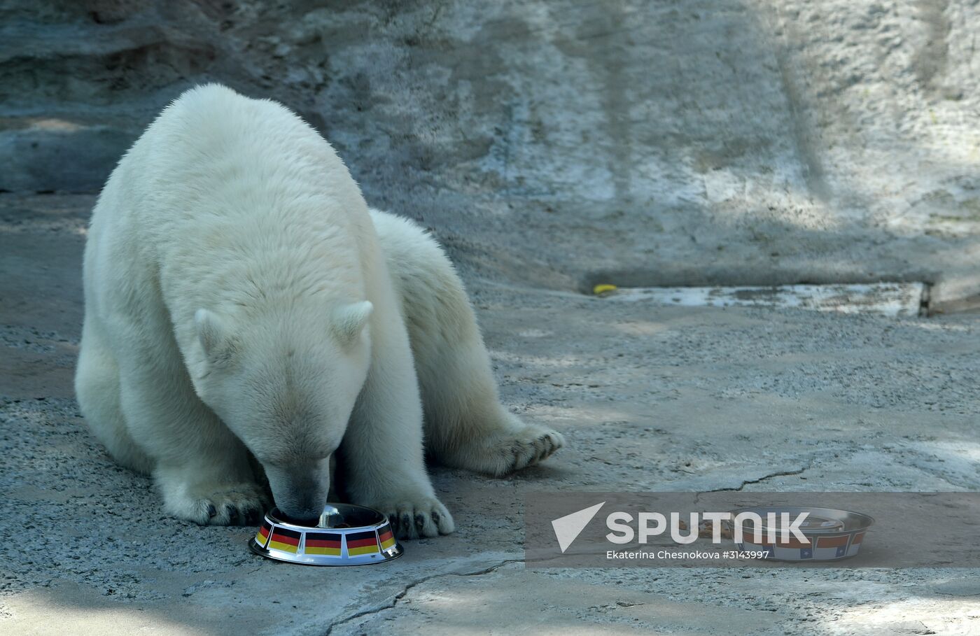 Polar bear Nika predicts outcome of 2017 FIFA Confederations Cup