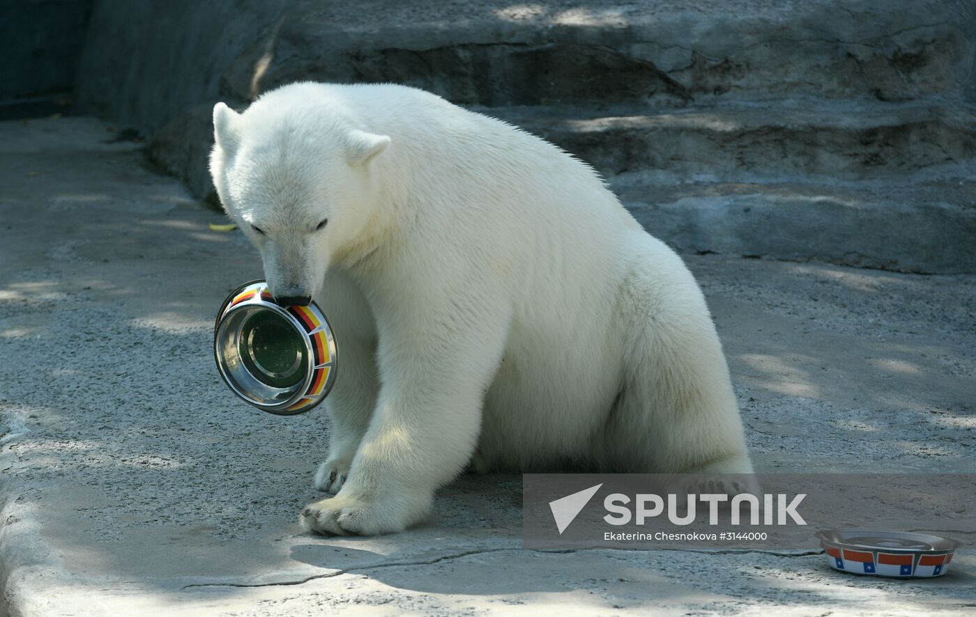 Polar bear Nika predicts outcome of 2017 FIFA Confederations Cup