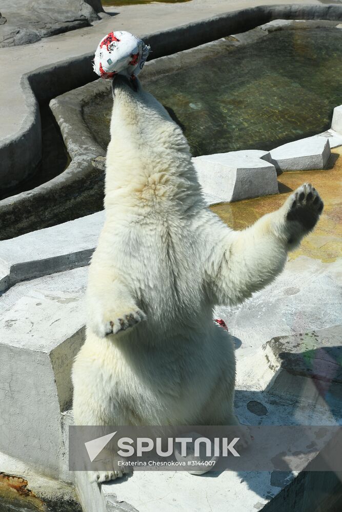 Polar bear Nika predicts outcome of 2017 FIFA Confederations Cup