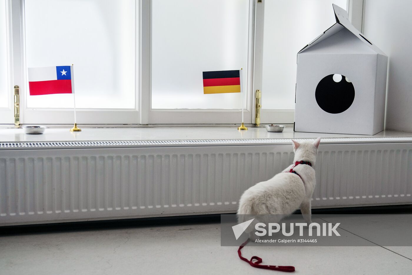 Psychic cat predicts Germany's victory in 2017 Confederations Cup final against Chile