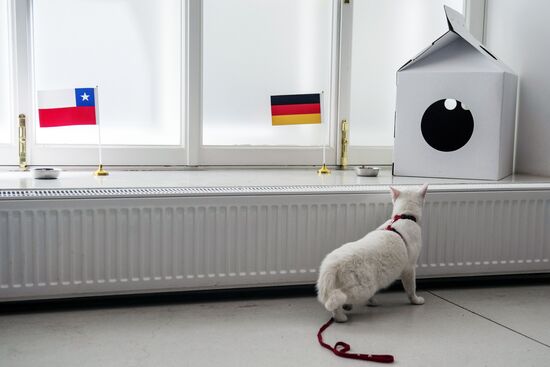 Psychic cat predicts Germany's victory in 2017 Confederations Cup final against Chile