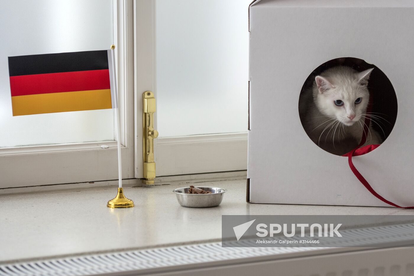 Psychic cat predicts Germany's victory in 2017 Confederations Cup final against Chile