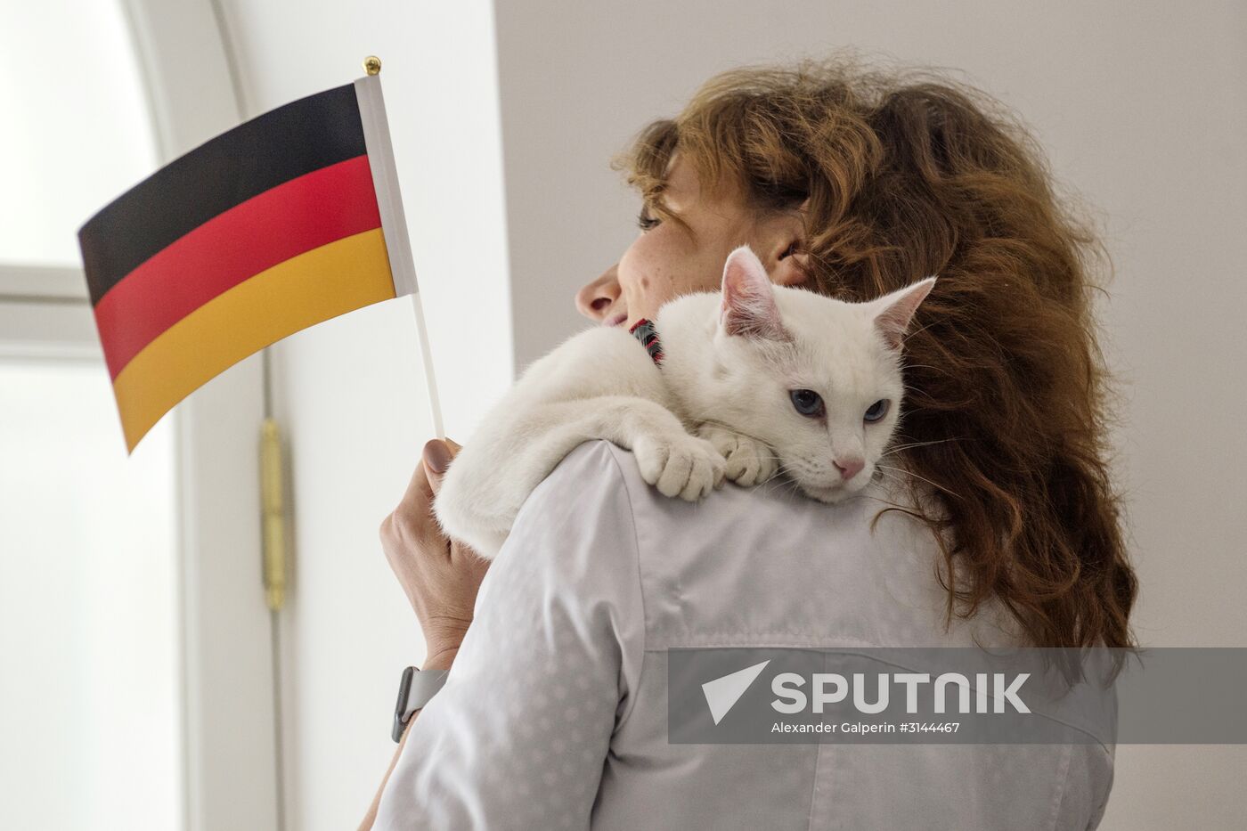 Psychic cat predicts Germany's victory in 2017 Confederations Cup final against Chile
