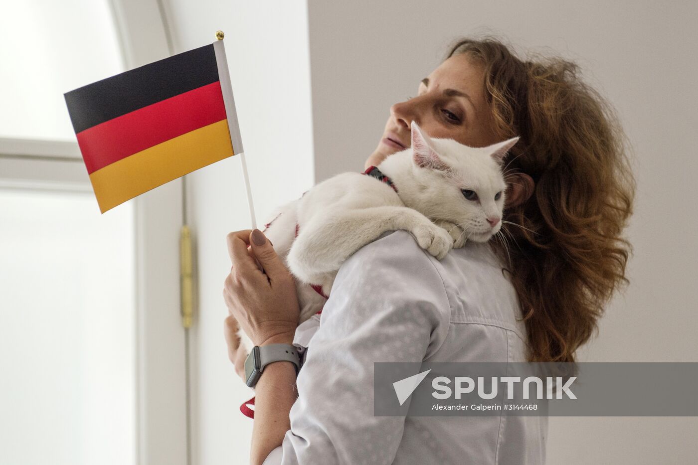 Psychic cat predicts Germany's victory in 2017 Confederations Cup final against Chile