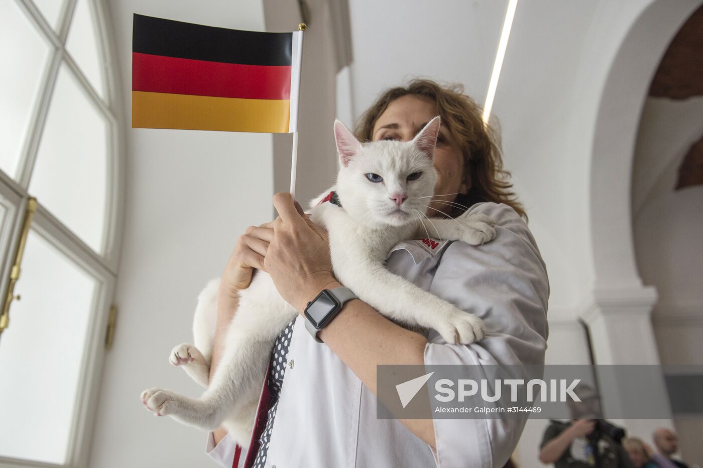 Psychic cat predicts Germany's victory in 2017 Confederations Cup final against Chile