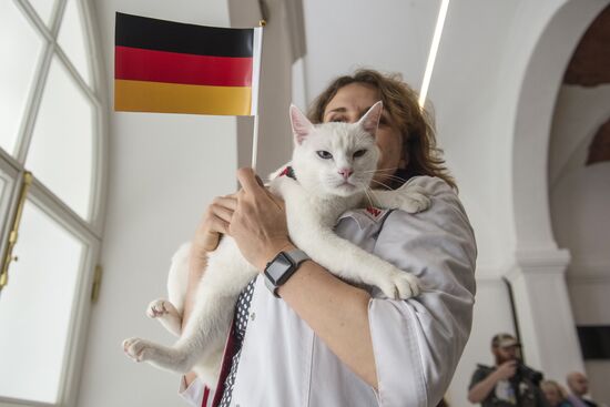 Psychic cat predicts Germany's victory in 2017 Confederations Cup final against Chile