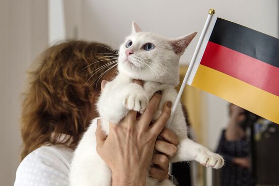 Psychic cat predicts Germany's victory in 2017 Confederations Cup final against Chile