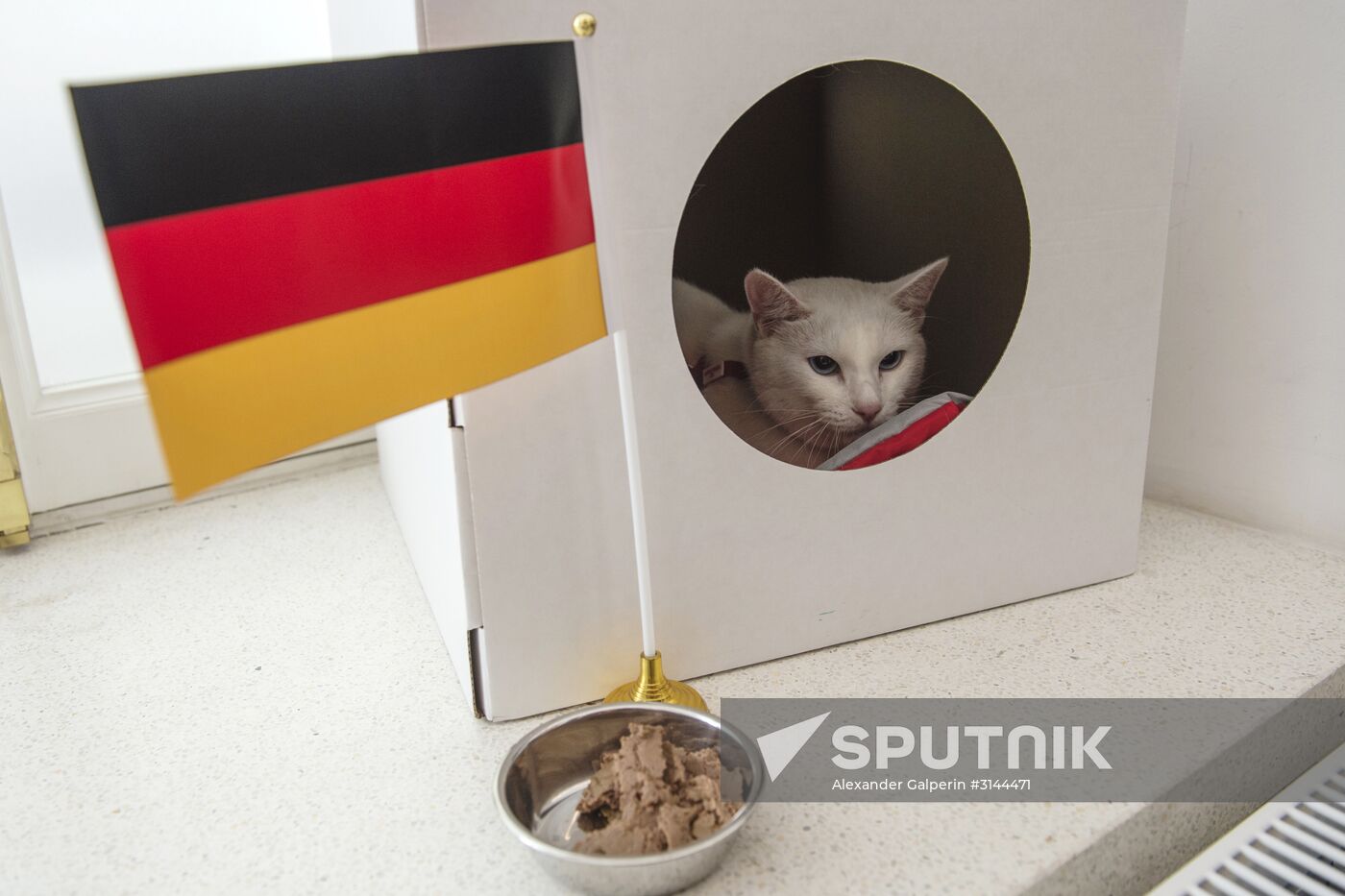 Psychic cat predicts Germany's victory in 2017 Confederations Cup final against Chile