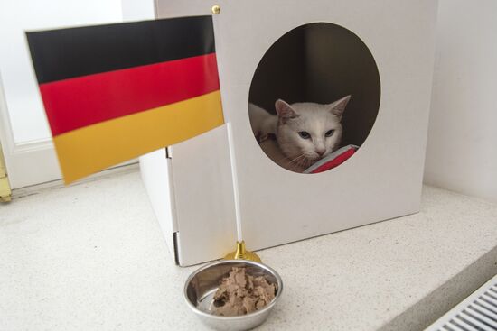 Psychic cat predicts Germany's victory in 2017 Confederations Cup final against Chile