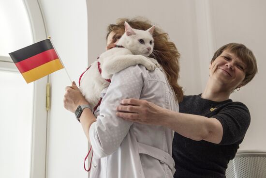 Psychic cat predicts Germany's victory in 2017 Confederations Cup final against Chile