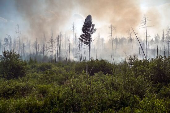 Forest fires in Buryatia