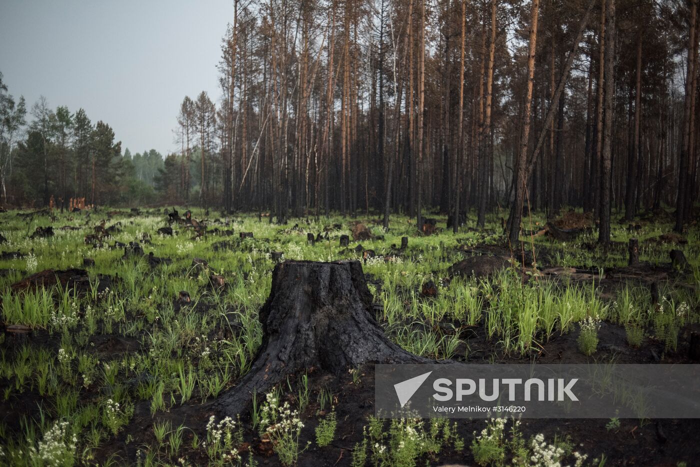 Forest fires in Buryatia