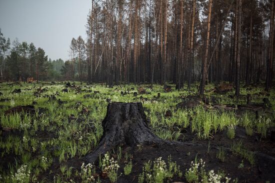 Forest fires in Buryatia