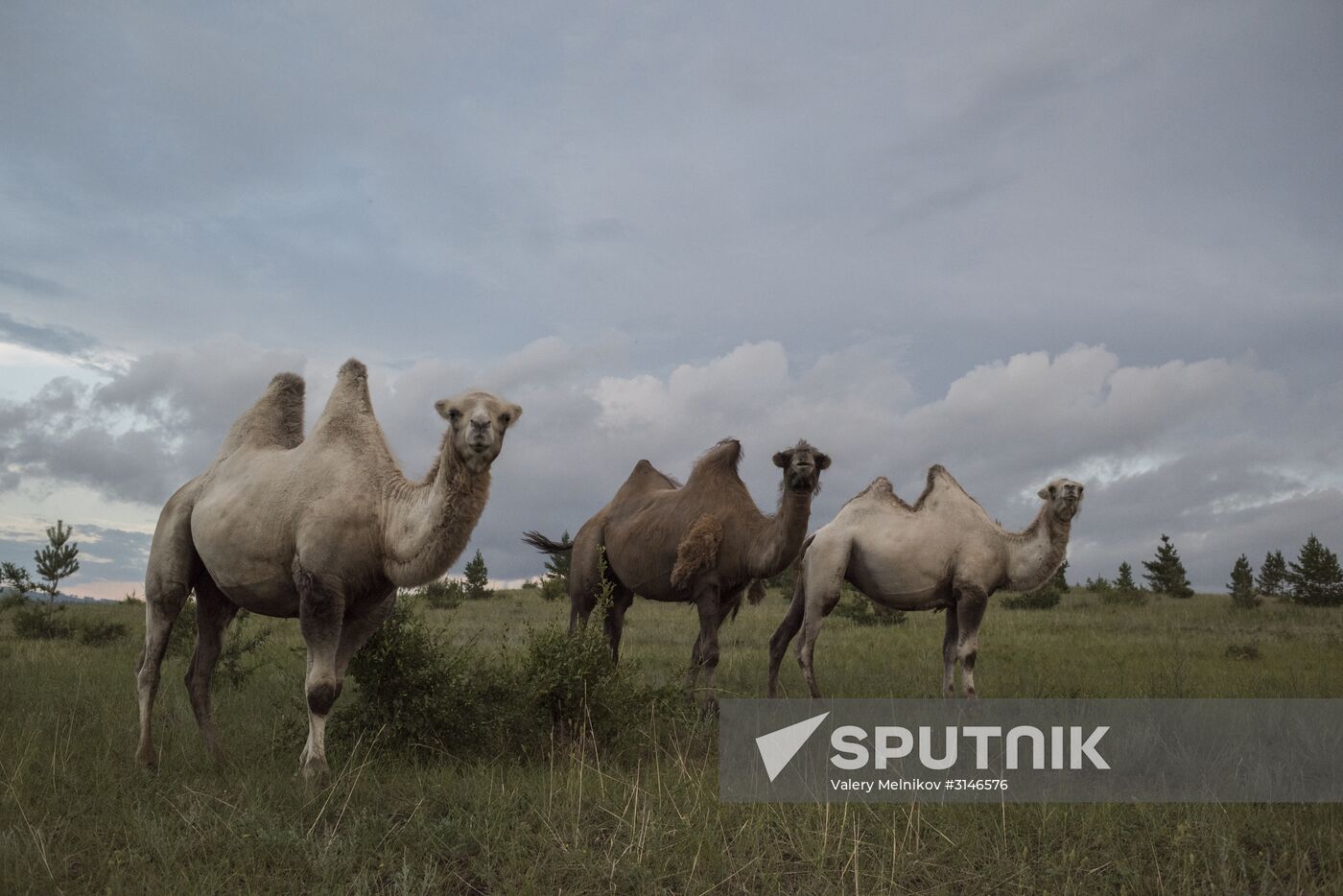Camel breeding in Buryatia