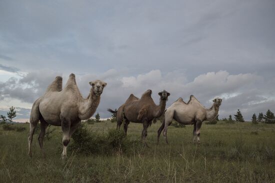 Camel breeding in Buryatia
